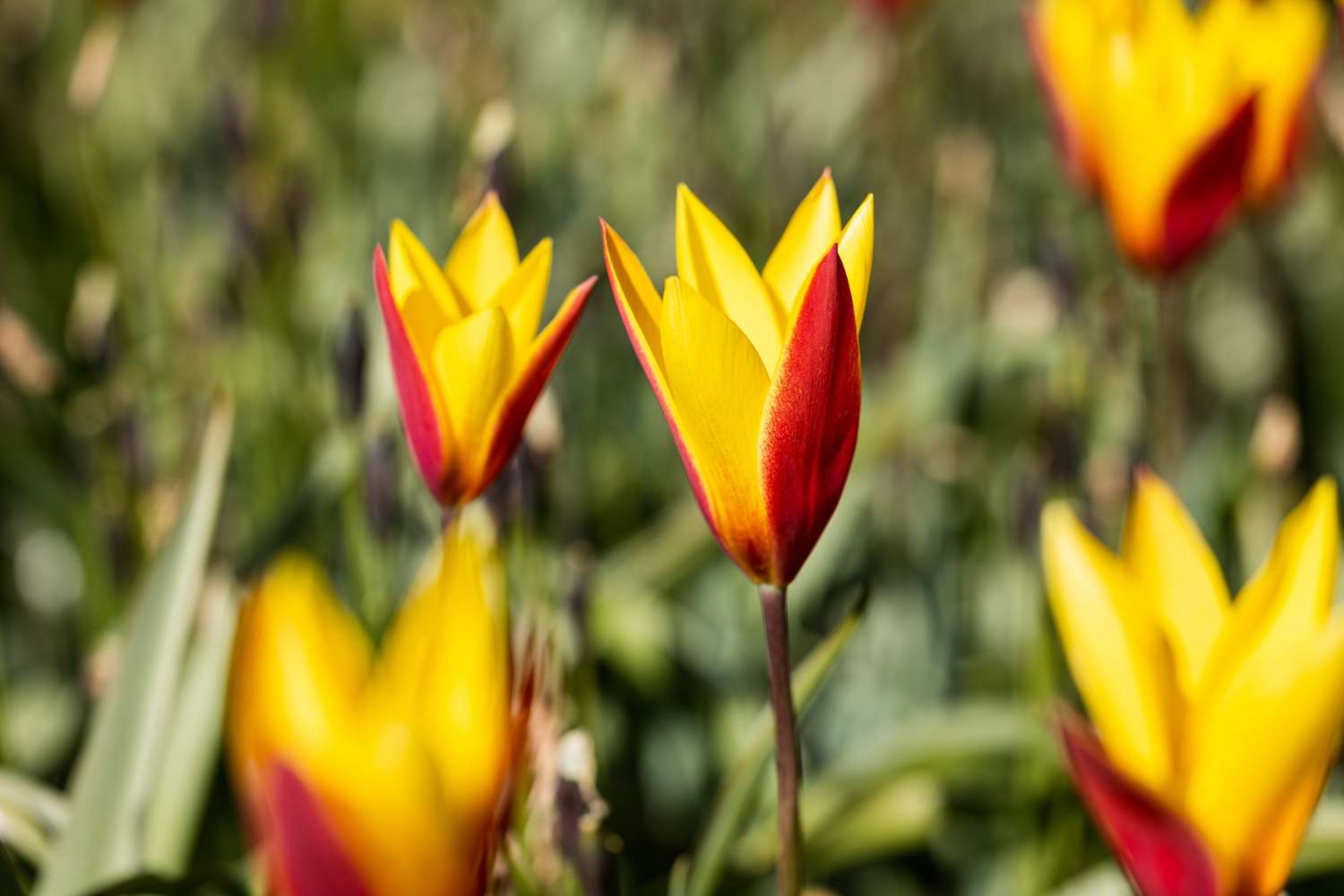 Tulipe botanique 'Tubergens Gem'